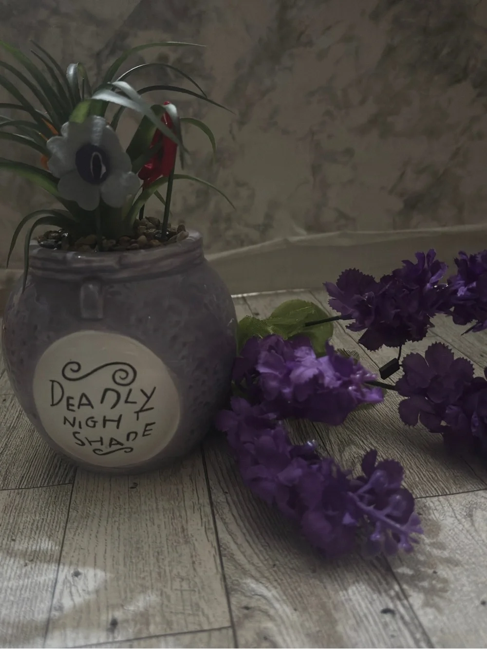 Nightmare before Christmas succulent deadly nightshade